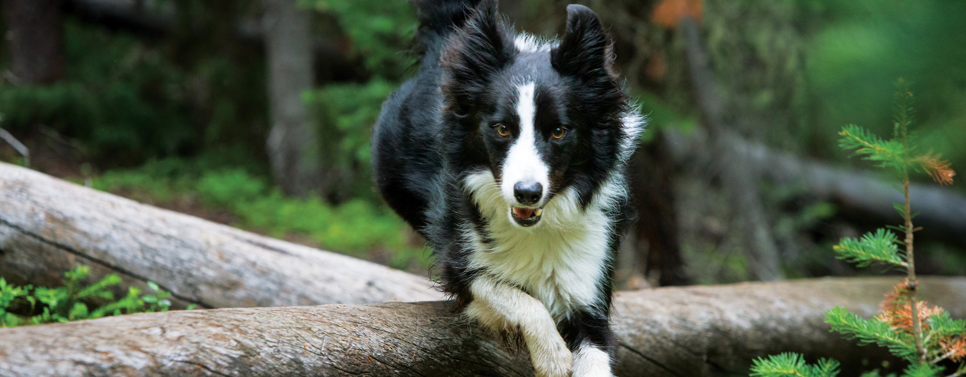Antioxidants for Dogs Protect Against Free Radicals | Purina Pro Club